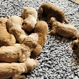 Goldendoodle Puppies from Doodle Den RI