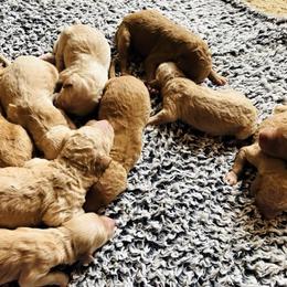 Goldendoodle Puppies from Doodle Den RI