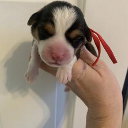 Boots - Black and tan male Pembroke Welsh Corgi puppy in Cumming, Georgia from Carter’s Corgis LLC