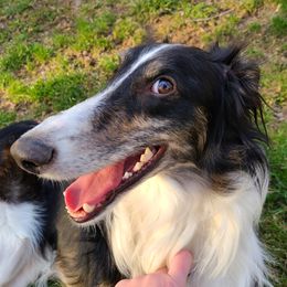 Bodhi - Silken Windhound