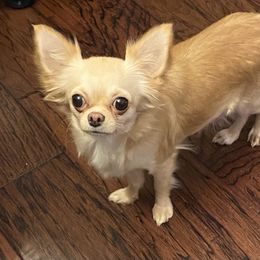 Zoey - Chihuahua