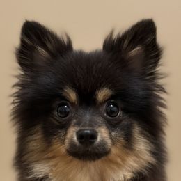 Daisy Mae - Pomeranian
