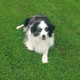 Miniature Australian Shepherd All Grown Up from Elegant Aussie