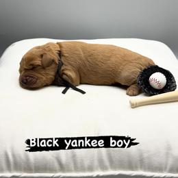 Mr Yankee - Apricot male Goldendoodle puppy in Roseville, California from Roseville GoldenDoodles