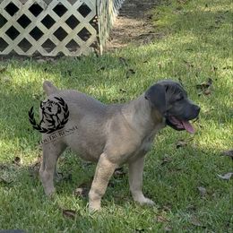 Yellow collar - Gray and fawn female Cane Corso puppy in Laplace, Louisiana from Tou Tru kennel