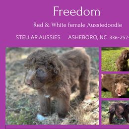 Freedom - Brown and white female Aussiedoodle puppy in Asheboro, North Carolina from Stellar Aussies