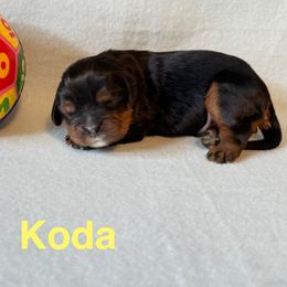 Cavalier King Charles Spaniel Puppies from Zodiac KKCavaliers