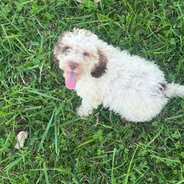 Carl - Brown and white male Cockapoo puppy in Moulton, Iowa from Shondel Puppy Paws