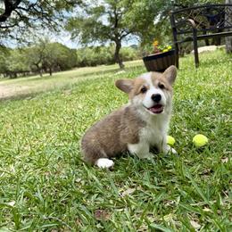 Pembroke Welsh Corgi Puppies from McCall Creek Corgis