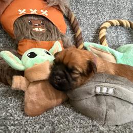 Leia - Belge female Brussels Griffon puppy in Seneca, Missouri from Stephanie’s Puppy Colony