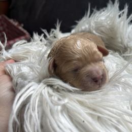 Goldie - Cream female Maltipoo puppy in Chattanooga, Tennessee from Joy-fur puppies
