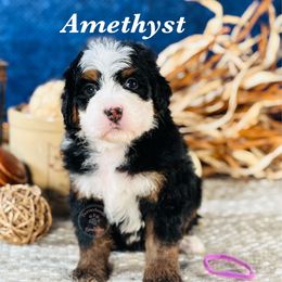 Amethyst - purple girl - Tri-color female Bernedoodle puppy in Waukesha, Wisconsin from Bernedoodle Boutique (and Cavapoos)