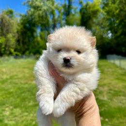 Girl 2 - Cream female Pomeranian puppy in Uniontown, Pennsylvania from Oh So Sassy Poms