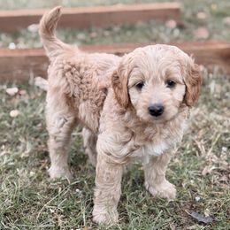 Maserati - Apricot female Goldendoodle puppy in Bethany, Oklahoma from Daisy Mae Doodles