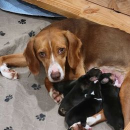 Ruby - Beagle