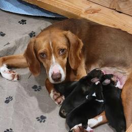 Ruby - Beagle