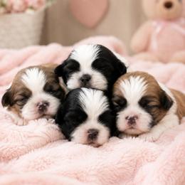 Shih Tzu puppies from TACG