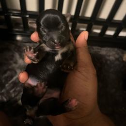 Andy - Black and tan male Yorkipoo puppy in Gastonia, North Carolina from Precious pups dynasty kennel