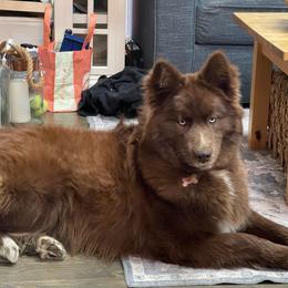 Ember - Siberian Husky