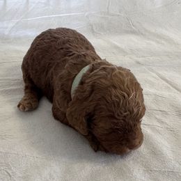 Rosella - Red Cockapoo puppy in Sheridan, Missouri from Shepherdsfold’s Cockapoos
