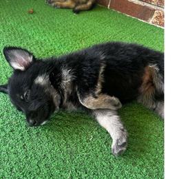 Black and Silver Female A - Black and silver female German Shepherd puppy in New Martinsville, West Virginia from Hunter K-9