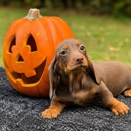 Bear - Chocolate and tan male Dachshund puppy in Dinwiddie, Virginia from White Oak Kennels