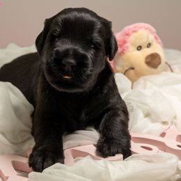 Giant Schnauzer Puppies from Oregon Giant Schnauzers LLC