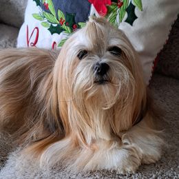 Mischa - Lhasa Apso