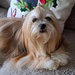 Mischa - Lhasa Apso