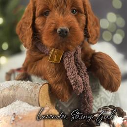 Bernedoodle, Goldendoodle, Golden Retriever, and Poodle Puppies from Red String Farmstead