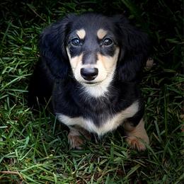 Quinlynn Russian American full rights available - Black and cream female Dachshund puppy in Call, Texas from Dachshund D’Amore