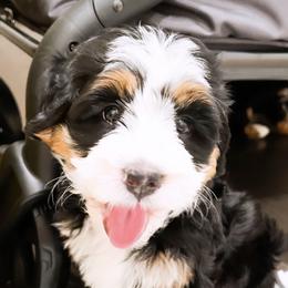 Bernedoodle, Goldendoodle, and Poodle Puppies from Teddy Doodles & Standard Poodles