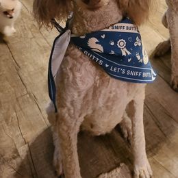 Poodles from Tomorrow's Success