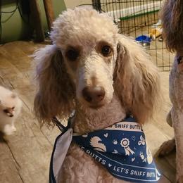 Poodles from Tomorrow's Success