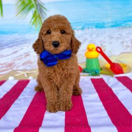 Sophie's Blue Boy - Red  male Goldendoodle puppy in Kountze, Texas from Texas Doodles LLC