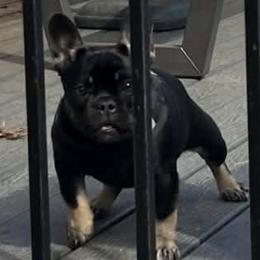 French Bulldog puppies from Kountryrusfrenchies
