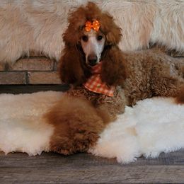 Georgia - Poodle
