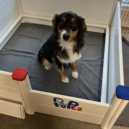 Jessie - Australian Shepherd