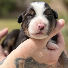 Slate - Black tri male Miniature American Shepherd puppy in Phoenix, Arizona from Outlaw Minis