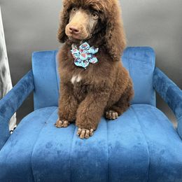 Dalmatian, Poodle, and Rhodesian Ridgeback Puppies from Ruffles, Ridges, & Spots!