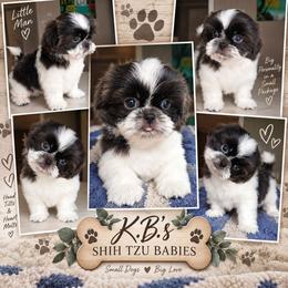 Ollie - Blue and white male Shih Tzu puppy in Brodnax, Virginia from K.B's