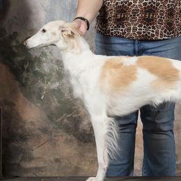 Abbey - Silken Windhound