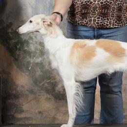Abbey - Silken Windhound