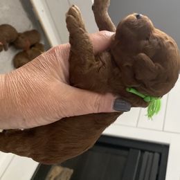 Goldendoodle Puppies from Bo doodles