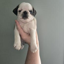 Girl 4 (panda) - Fawn female Pug puppy in Auburn, Kentucky from Prentice Family Pugs