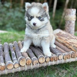 Roxie - Gray and white female Pomsky puppy in Coos Bay, Oregon from Ocean View Pomskies