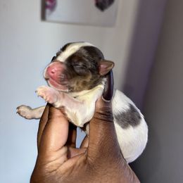 Girl 2 - Parti Yorkshire Terrier puppy in Maryland from Colorful Yorkies