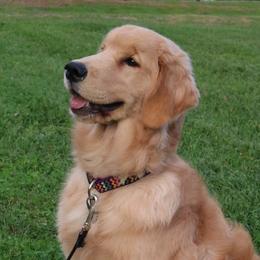 Oakley - Golden Retriever