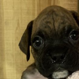 Girl 1 - Boxer puppy in Elyria, Ohio from Just-A-Wyn Boxers