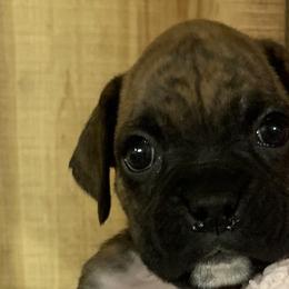 Girl 1 - Boxer puppy in Elyria, Ohio from Just-A-Wyn Boxers